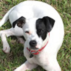 Meet your Posher, Alice